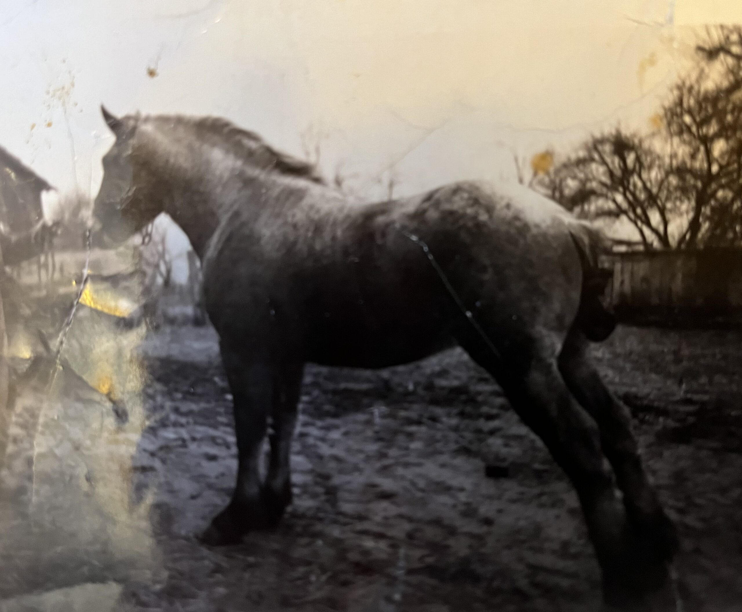 Selia, the Yoder farm horse